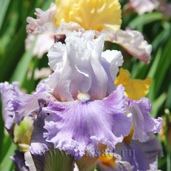 FRILL OF IT ALL