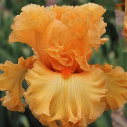 ORANGE TEMPTATION