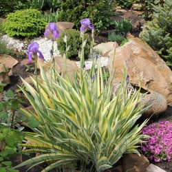 PALLIDA ARGENTEA VARIEGATA