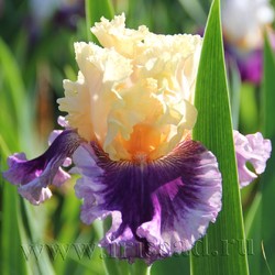 CROWNED IN GLORY	(Johnson*14*)